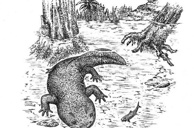 Саламандра жила на Земле в Среднеюрском периоде