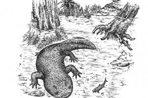 У Сибіру знайдені останки невідомої саламандри віком 168 мільйонів років