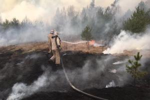 В Житомирской области, где вторую неделю горят леса, поймали двоих поджигателей