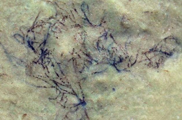 Водорість знайшли в породах віком близько мільярда років