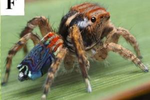 В Австралії знайшли сім нових видів павуків-стрибунів