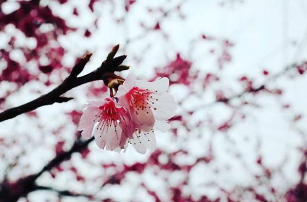 В Японии из-за коронавируса отменили фестиваль цветения сакуры