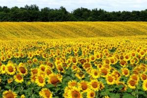 Більшість соняшникових полів в України обробляються всупереч правилам сівозміни