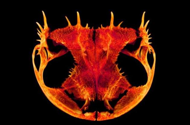 Подібні черепи допомагають жабам захищатися і полювати на велику здобич