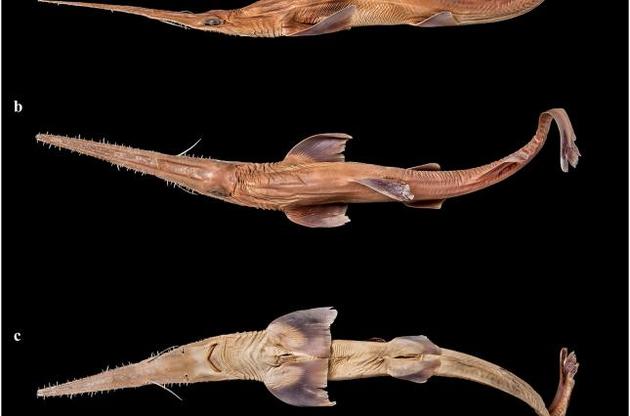 Ученые открыли два новых вида пилоносых акул
