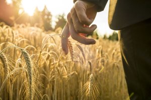 Вмирати збирайся, а жито сій!