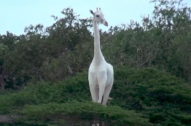 У Кенії вбили останню самку білого жирафа