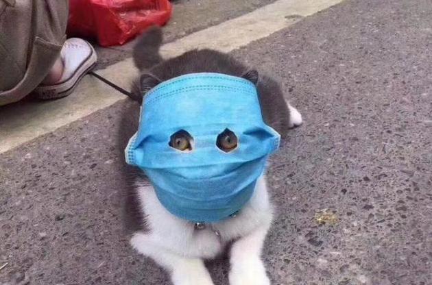 Коронавірус заразив деяких кішок з Уханя