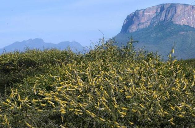 Спостереження за допомогою супутників допоможуть подолати сарану в Африці