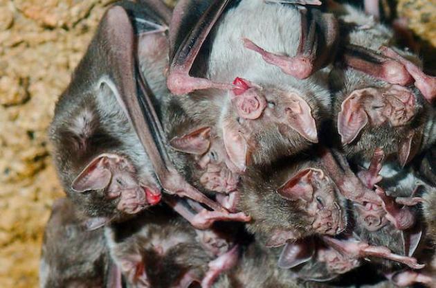 Тварини формують соціальні зв'язки, як люди