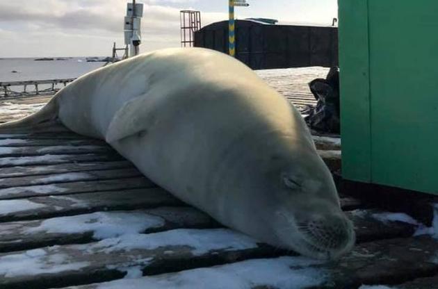 Украинскую антарктическую станцию "проинспектировал" тюлень