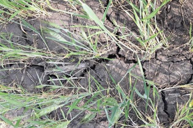 Труднощі у сільському господарстві Аргентини і Бразилії позначаться на економіці в цілому