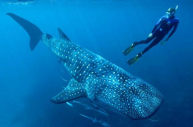 Вченим вдалося дізнатися вік китових акул