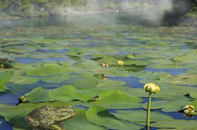 Современные родственницы лягушки живут в Южной Америке