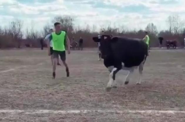 Корова помешала нарушителям карантина сыграть футбольный матч в Ровенской области