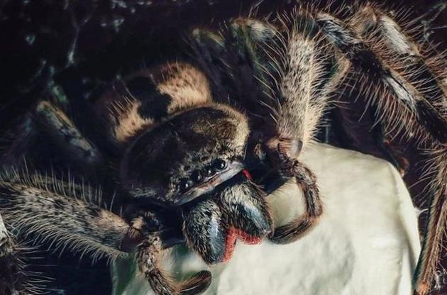 Отруту тарантулів можуть використовувати у знеболювальних засобах