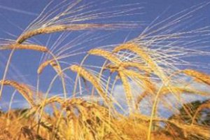 Минагрополитики планирует создать госоператора рынка зерна до октября 2010 года
