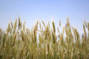 Запаси зерна в Україні на 1 серпня виявилися на 21% нижчими за торішні
