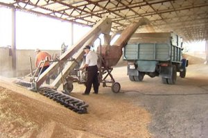 Источник «ЗН»: Руководство Аграрного фонда распродало по заниженным ценам миллион тонн зерна