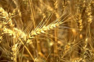 Інформація про те, що Росія купуватиме зерно, стала причиною чергового зростання цін в Європі та США