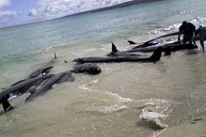 У Новій Зеландії 73 дельфіни викинулися на берег
