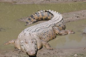 Французькі пляжі на березі Ла-Манш закриті через крокодила.