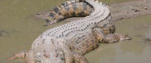 Французские пляжи на берегу Ла-Манш закрыты из-за крокодила.