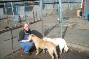 Правительство готовит положение о приютах для животных. Защитники животных - против