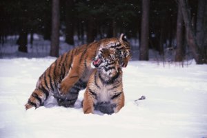 Интерпол и Всемирный банк взяли под защиту тигров
