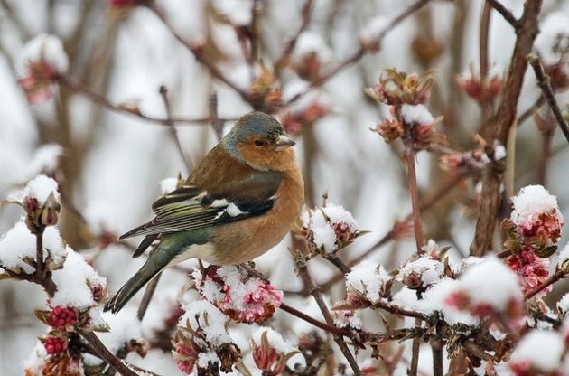 7 января в Украине похолодает до -10