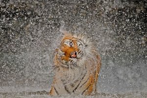 Лучшие фото 2012 года по версии National Geographic
