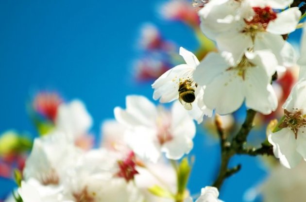 Зима стала настільки стрімко переходити в літо, що весна може взагалі зникнути