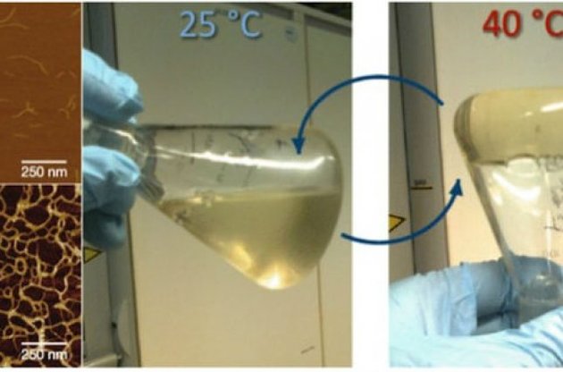 Отдельные полимерные цепочки (а) при нагревании образуют запутанную сеть (b), превращая жидкость в гель (иллюстрация Paul Kouwer/Nature)