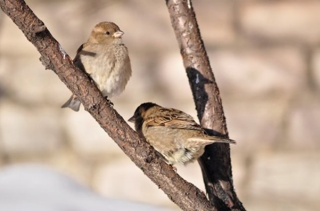 У найближчі дні в Україні буде тепло і хмарно