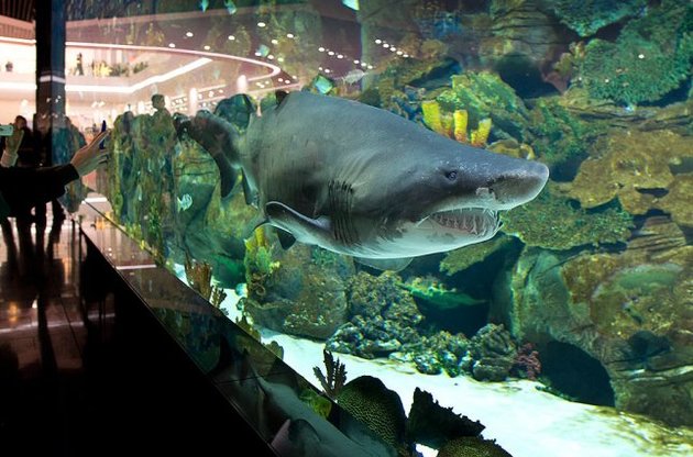 Акула умерла в Германии