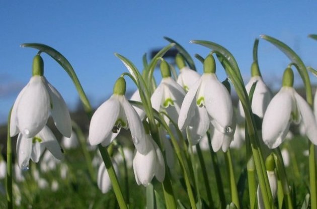 6-7 березня вдень очікується від +2 до +15 тепла