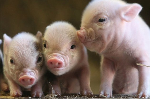 Бразилия  подложила нам свинью. Или свинину