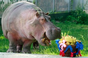 Киевский зоопарк-2013. Мародерство на клеточном уровне