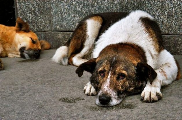 Бродячие собаки стали проблемой №1 украинских городов