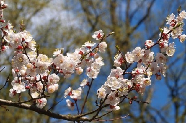 Першими зацвітуть абрикоси