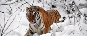 Екологи закликали бойкотувати російську деревину через амурських тигрів