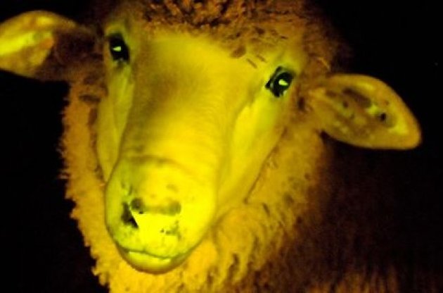 В Уругвае вывели генетически модифицированных фосфоресцирующих овец