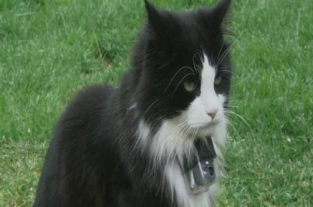 Кошки сами выбирают себе дом, а не наоборот