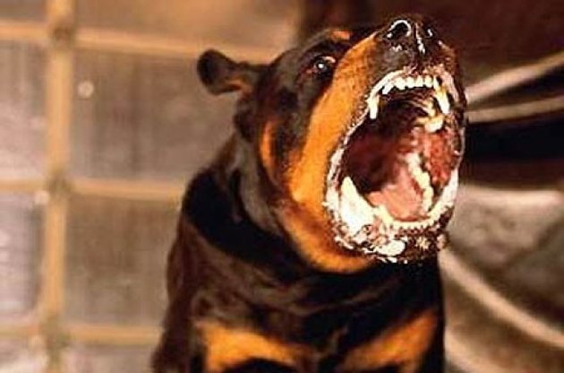 Ветеринарам не вистачає 160 млн гривень, щоб позбавити Україну від сказу