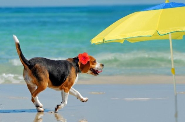 Летняя жара с каждым днем упрочняет свои позиции