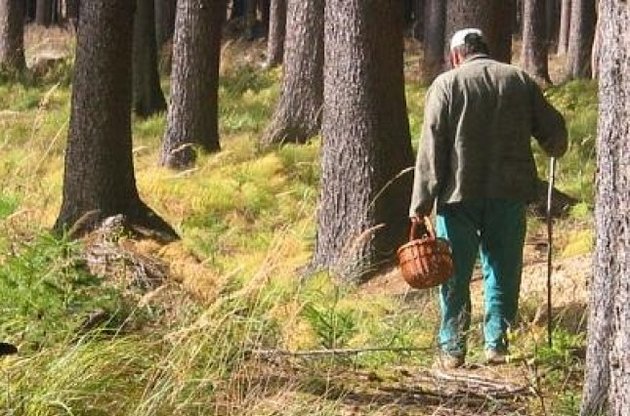 В Крыму ввели налоги на прогулки в лесу, сбор грибов и ягод