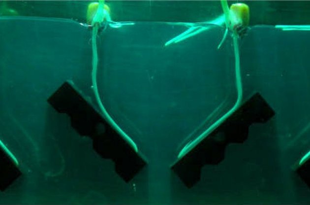 Штучне коріння оснащено низкою датчиків, які вимірюють температуру, вологість, водневий показник, а також рівень нітратів і фосфатів у грунті або будь-якому іншому середовищі