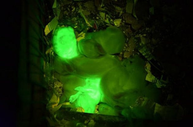 Генетично модифіковані кролики світяться у темряві
