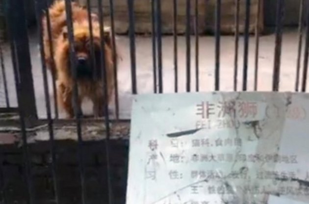 В китайском зоопарке собак выдавали за львов, а лис – за леопардов