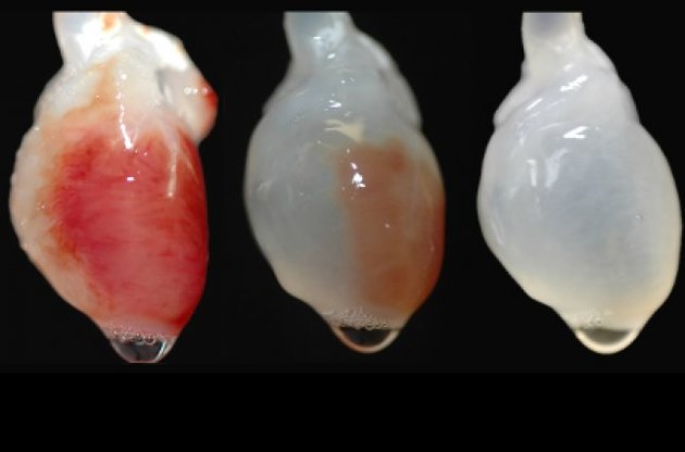 Удаление клеток из сердца крысы